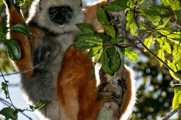 madagascar-20100825-308120658DD4-4F6A-2CAD-ACBB-3421DB3783E0.jpg