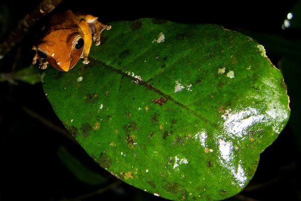 madagascar-canon-20100824-232635-330953030B28-D765-E216-1F18-9C1EABAAEAB1.jpg