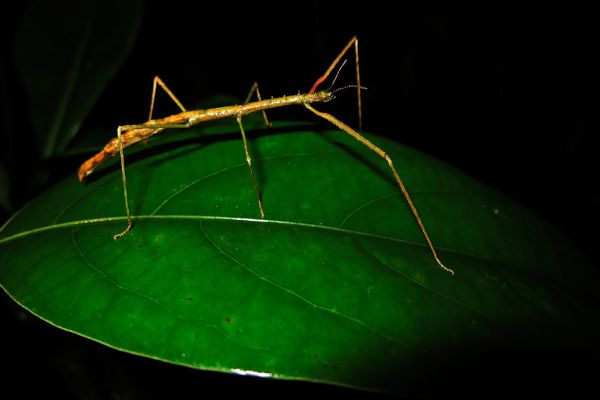 madagascar-canon-20100824-233339-33046AA23D11-E701-4291-C83D-2D7A5BA6EB68.jpg