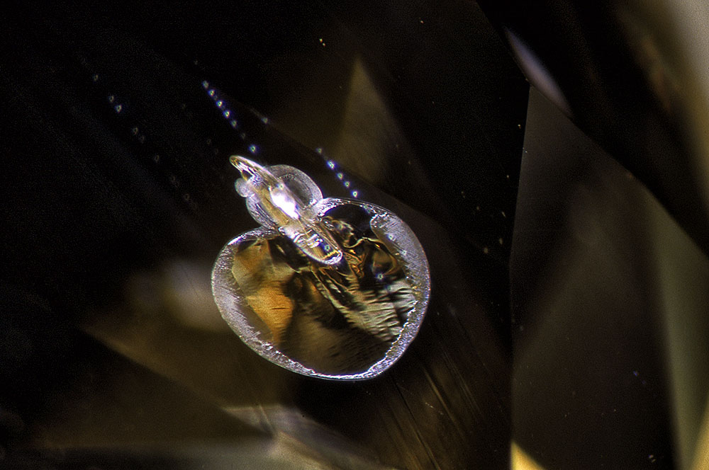 Lotus Gemology: Although relatively small and inconspicuous at roughly 0.01 mm. diameter, this heat-treatment damaged crystal with its diagnostic discoid decrepitation halo (also produced by heat treatment) is all the proof needed to destroy the natural reputation of its host yellow sapphire. Photomicrograph © John I. Koivula/microWorld of Gems.