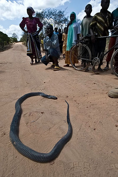 Black mamba